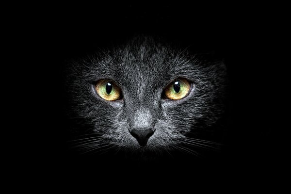 Black cat with beautiful eyes on a black background