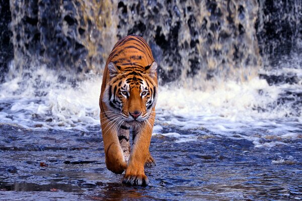 Bengali Tiger auf Wasserfall Hintergrund