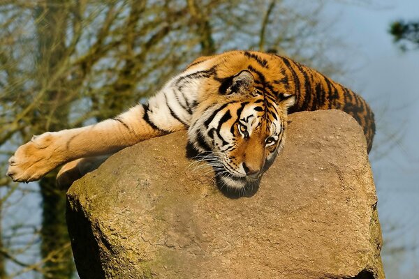 A big tiger is lying on a rock