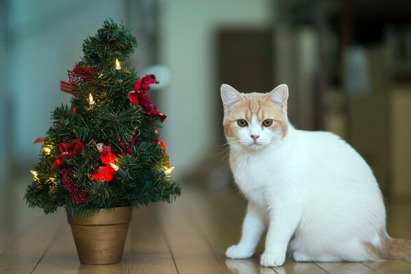 Gattino bianco vicino all albero di Natale in una pentola