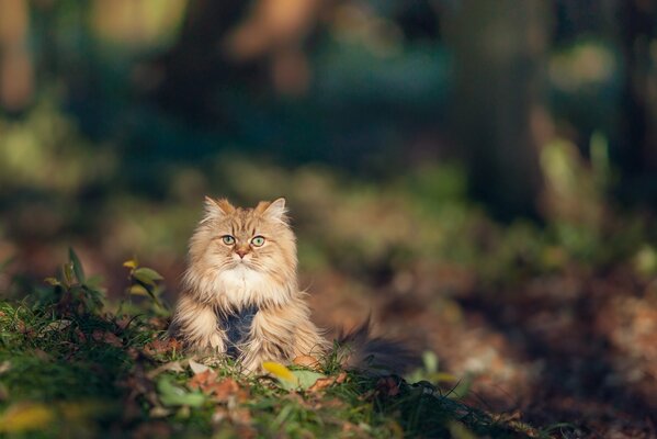 Flauschige rothaarige Katze im Gras