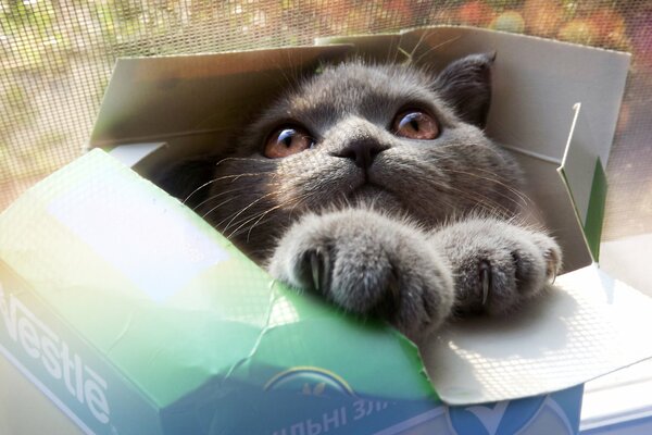 Eine Katze, die sich in einer Nestle-Box versteckt hat