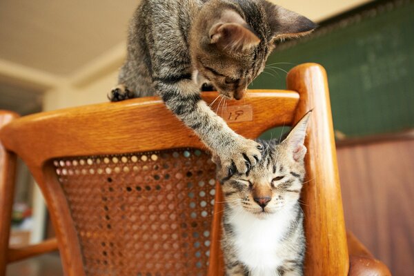 One cat touches the other with its paw from the back of the chair