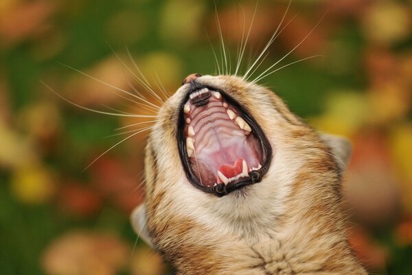 Testa di gatto sbadigliante su sfondo sfocato