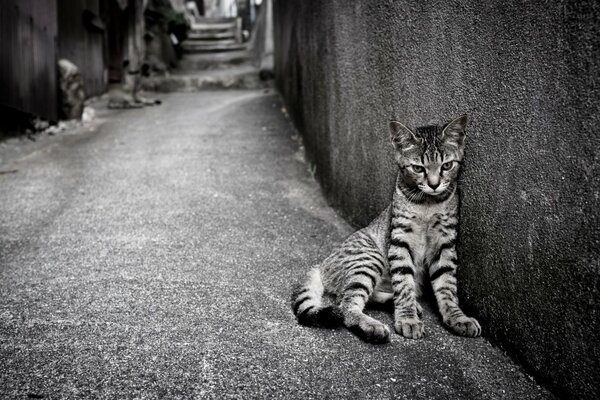 Gato solitario en la calle