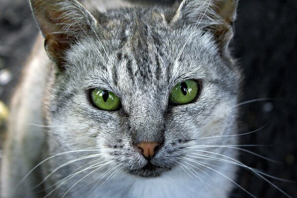 Graue Katze mit grünen Augen