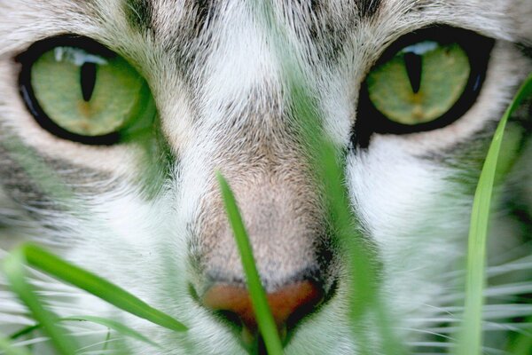 Ojos de gato verde en la hierba