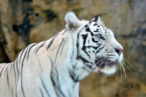 Museau du tigre blanc sauvage