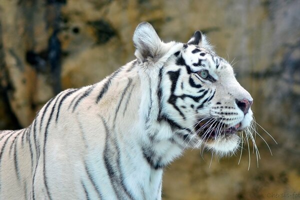Морда дикого белого тигра