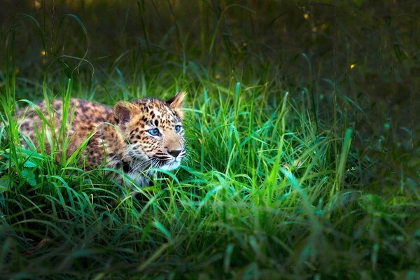 Gattino leopardo nascosto nell erba