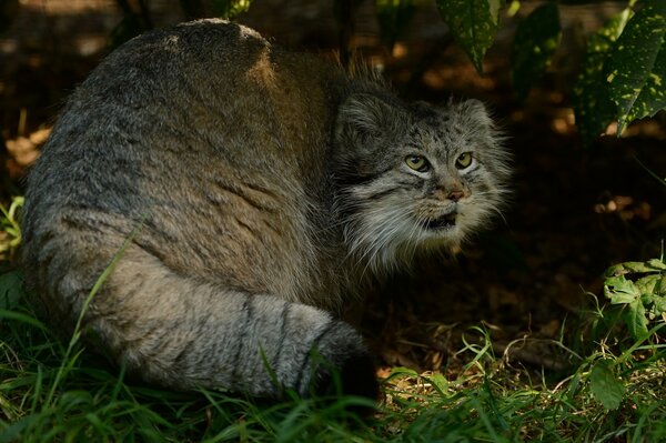 Raubtier Manul in freier Wildbahn