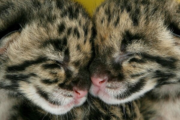 Un couple de chats tachetés dorment