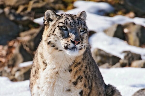 El leopardo de las Nieves inspecciona su territorio