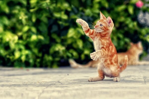 A red-haired kitten plays against a background of green bushes