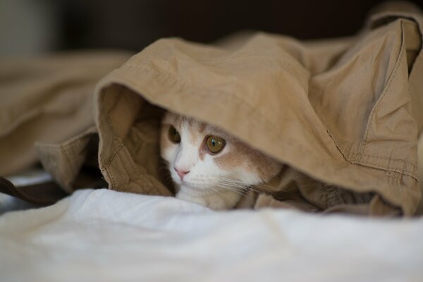 Il gatto si nasconde in attesa sotto le coperte