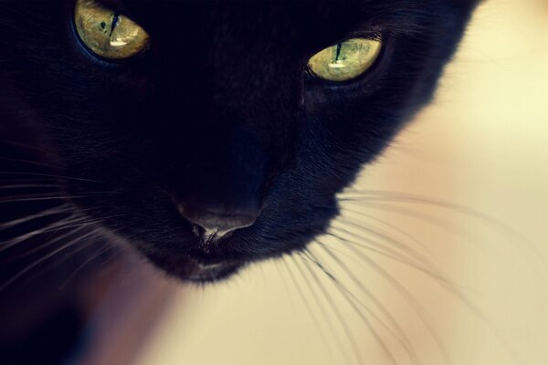 The muzzle of a black cat with yellow eyes