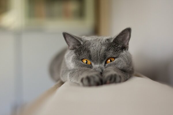 A bored cat on the couch