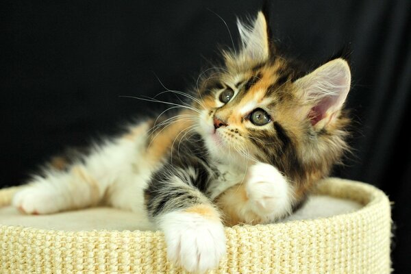 Dreifarbiges Kätzchen mit großen Ohren
