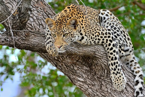 Große Katze Leopard auf einem Baum