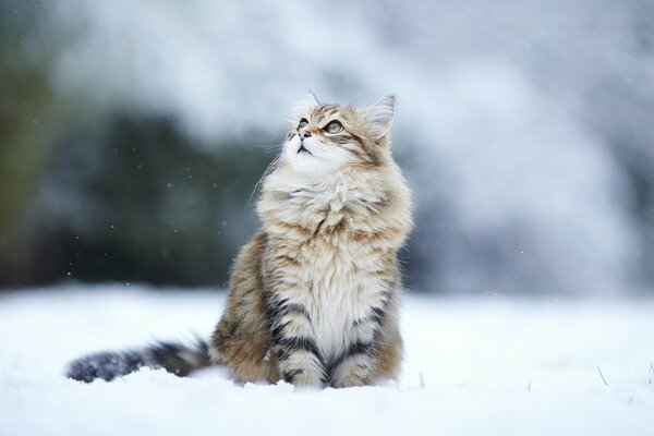 Chat rayé moelleux avec un regard réfléchi sur la neige