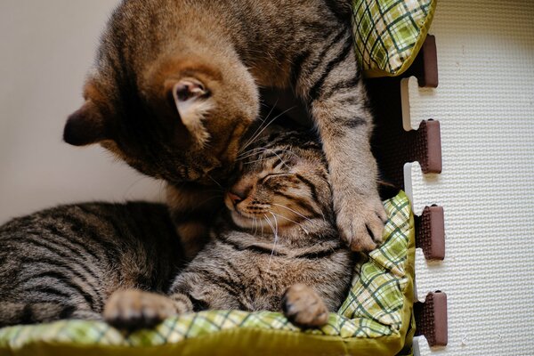 Zwei gestreifte Katzen umarmen sich