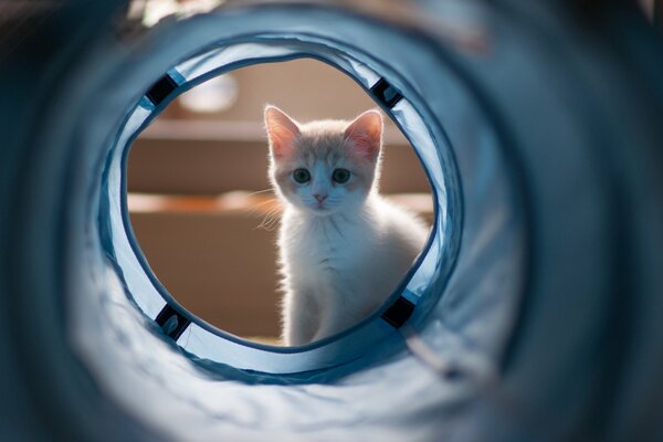 Cute kitten peeks into the washing machine