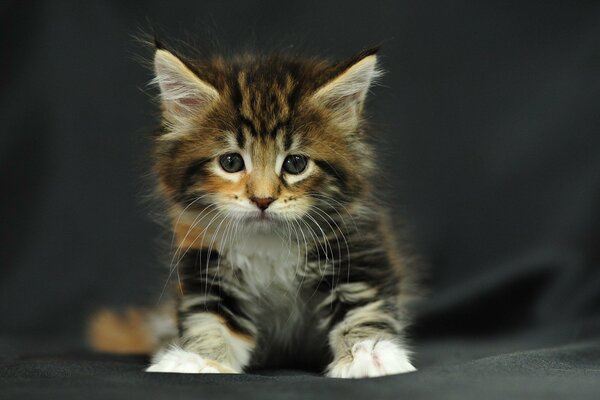 A striped kitten sits on a black background and looks at the camera