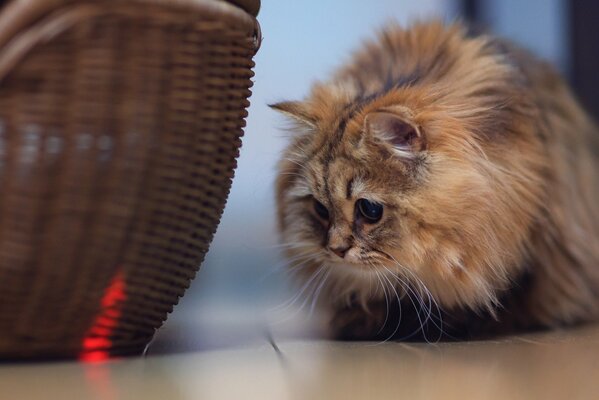 Fluffy cat looks suspiciously at the basket