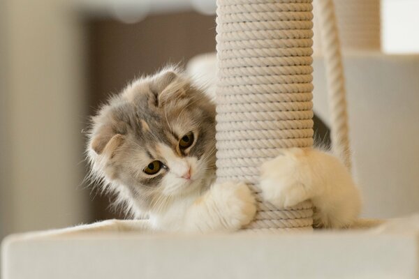 Chaton aiguise ses griffes sur la colonne