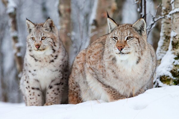 Two lynxes sitting on the white snow-covered ground