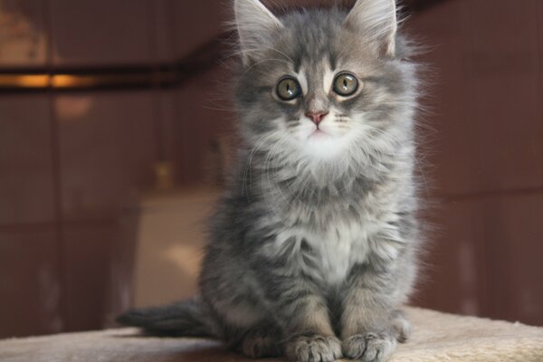 Le regard d un petit chaton fumé