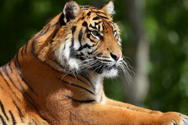 Le redoutable museau du tigre dans le profil