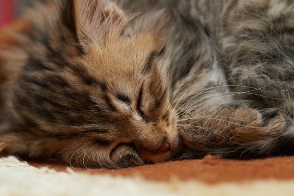 Little kitten sleeping photo