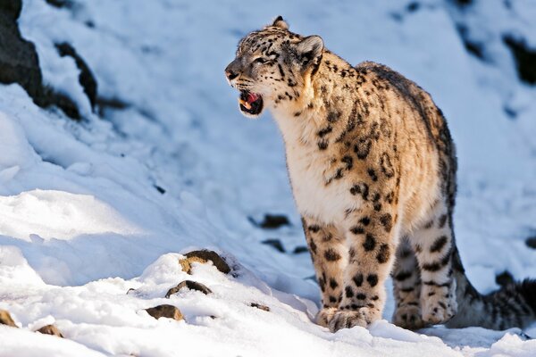 Snow leopard growls in snowy mountains