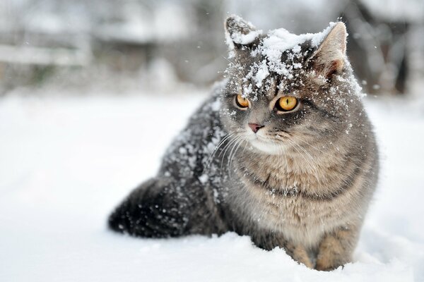 A cat on a winter street in the snow