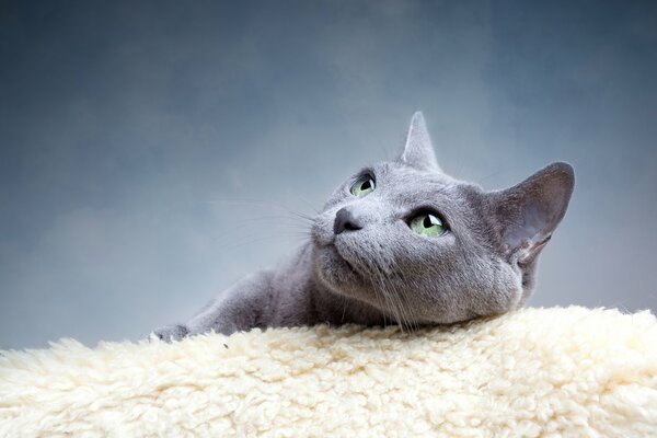 Anmutige graue Katze mit grünen Augen
