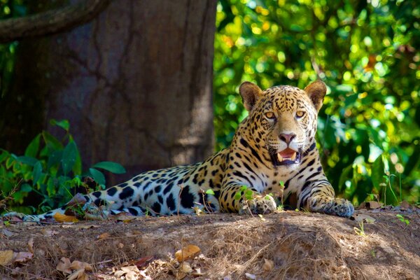 Der Jaguar liegt mit offenem Mund