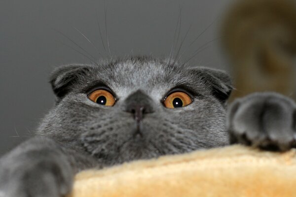 Scottish Fold Grey Cat