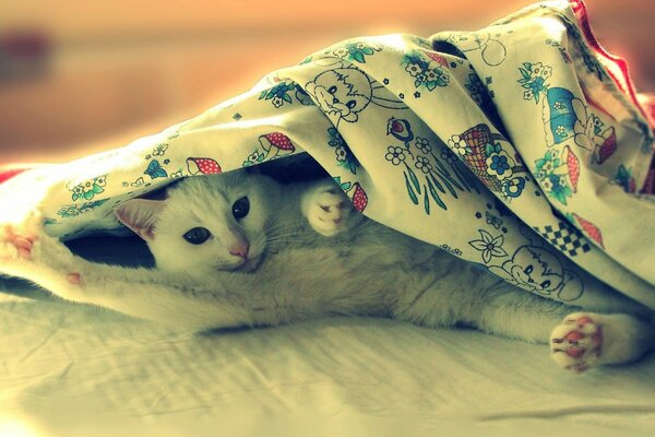 A joke, a white cat is lying on the bed in a blanket