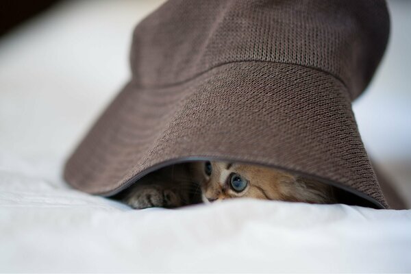 Il gattino si nasconde sotto il Panama marrone