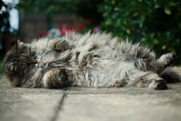A fluffy fat cat is lying on the asphalt
