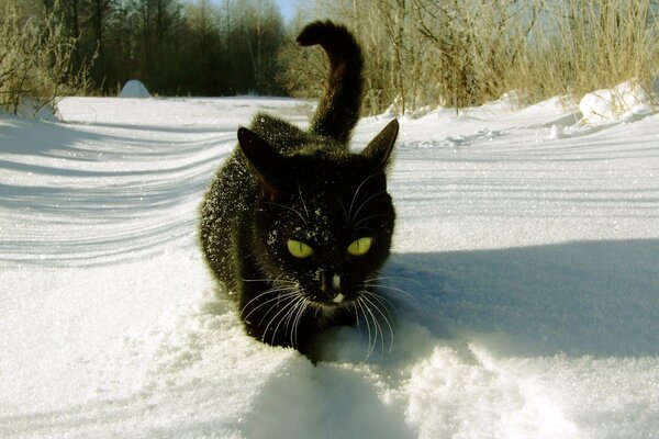 Un gato en la nieve camina por el bosque