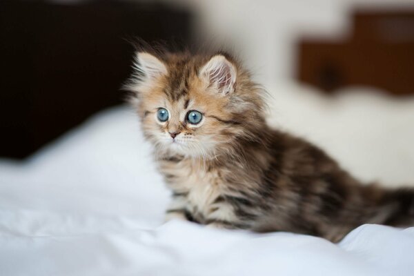 Pequeño gatito peludo en una sábana