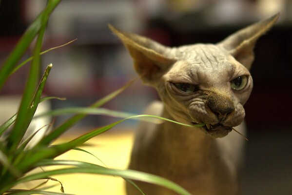 Le Sphinx canadien mange de l herbe verte