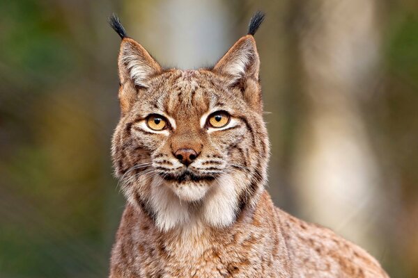 A beautiful lynx stands in the forest