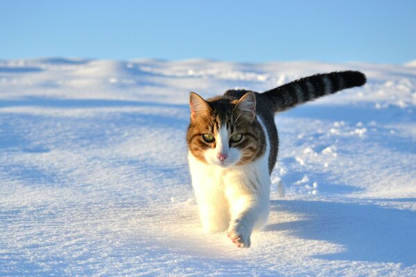 A cat walks on snow-white snow