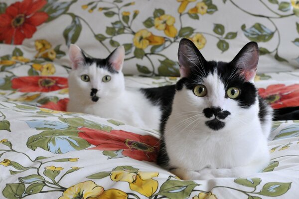 Black and white cats on a cozy blanket