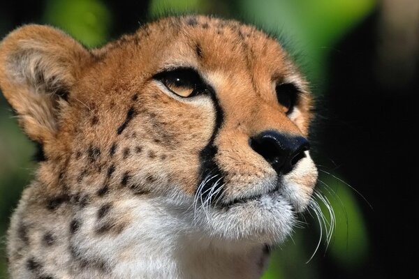 Cheetah looks into the distance with his menacing gaze