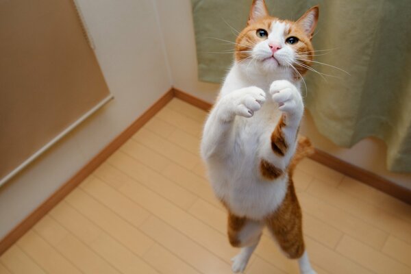 A white-red cat jumps while playing