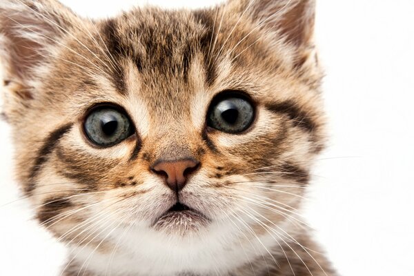 The surprised muzzle of a small kitten